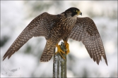 Sokol stěhovavý (Falco peregrinus), (foto 01_00_00393), kat. 3