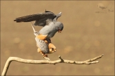 Poštolka rudonohá (Falco vespertinus), (foto 01_00_01150), kat. 1