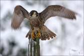 Sokol stěhovavý (Falco peregrinus), (foto 01_00_00392), kat. 3