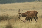 Jelen lesní (Cervus elaphus), (foto 02_00_01077), kat. 3