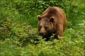 Medvěd hnědý (Ursus arctos), (foto 02_00_00505), kat. 3