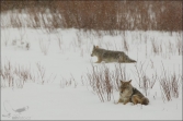 Kojot (Canis latrans), (foto 02_00_01319), kat. 1