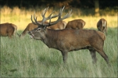 Jelen lesní (Cervus elaphus), (foto 02_00_00789), kat. 3