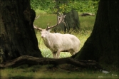 Jelen lesní (Cervus elaphus), (foto 02_00_00821), kat. 3