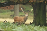 Jelen lesní (Cervus elaphus), (foto 02_00_01076), kat. 3