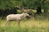 Jelen lesní (Cervus elaphus), (foto 02_00_00824), kat. 3