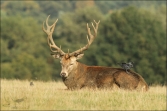 Jelen lesní (Cervus elaphus), (foto 02_00_01062), kat. 3