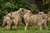 Vlk obecný (Canis lupus), (foto 02_00_00484), kat. 3
