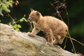Rys ostrovid (Lynx lynx), (foto 02_00_00536), kat. 3