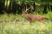 Jelen lesní (Cervus elaphus), (foto 02_00_00794), kat. 3