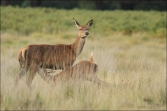 Jelen lesní (Cervus elaphus), (foto 02_00_01068), kat. 3