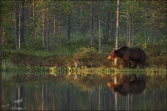 Medvěd hnědý (Ursus arctos), (foto 02_00_01155), kat. 1