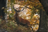 Jelen lesní (Cervus elaphus), (foto 02_00_00602), kat. 1