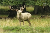 Jelen lesní (Cervus elaphus), (foto 02_00_00823), kat. 3