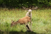 Jelen lesní (Cervus elaphus), (foto 02_00_00819), kat. 3