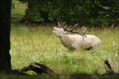 Jelen lesní (Cervus elaphus), (foto 02_00_00820), kat. 3