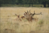 Jelen lesní (Cervus elaphus), (foto 02_00_01067), kat. 3