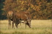 Jelen lesní (Cervus elaphus), (foto 02_00_01072), kat. 3