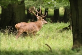 Jelen lesní (Cervus elaphus), (foto 02_00_00793), kat. 3