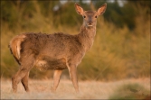 Jelen lesní (Cervus elaphus), (foto 02_00_00758), kat. 1