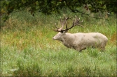 Jelen lesní (Cervus elaphus), (foto 02_00_00818), kat. 3