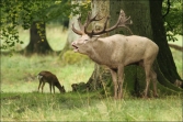 Jelen lesní (Cervus elaphus), (foto 02_00_00825), kat. 3