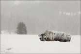 Bizon (Bison bison), (foto 02_00_01310), kat. 1
