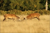 Jelen lesní (Cervus elaphus), (foto 02_00_01078), kat. 3