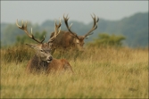 Jelen lesní (Cervus elaphus), (foto 02_00_01070), kat. 3