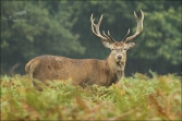 Jelen lesní (Cervus elaphus), (foto 02_00_01075), kat. 3