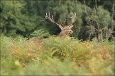 Jelen lesní (Cervus elaphus), (foto 02_00_01066), kat. 3