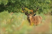 Jelen lesní (Cervus elaphus), (foto 02_00_01065), kat. 3