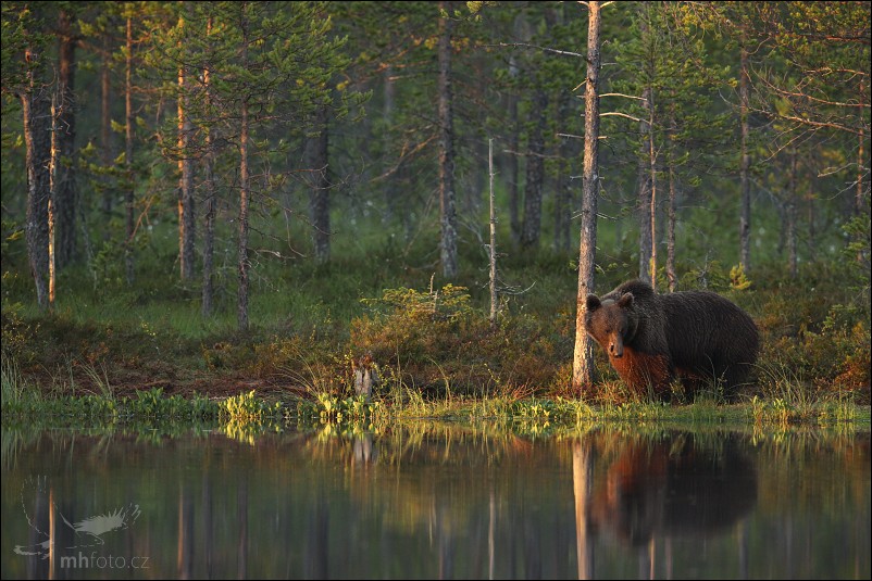 Medvěd hnědý (Ursus arctos), poslední paprsky slunce