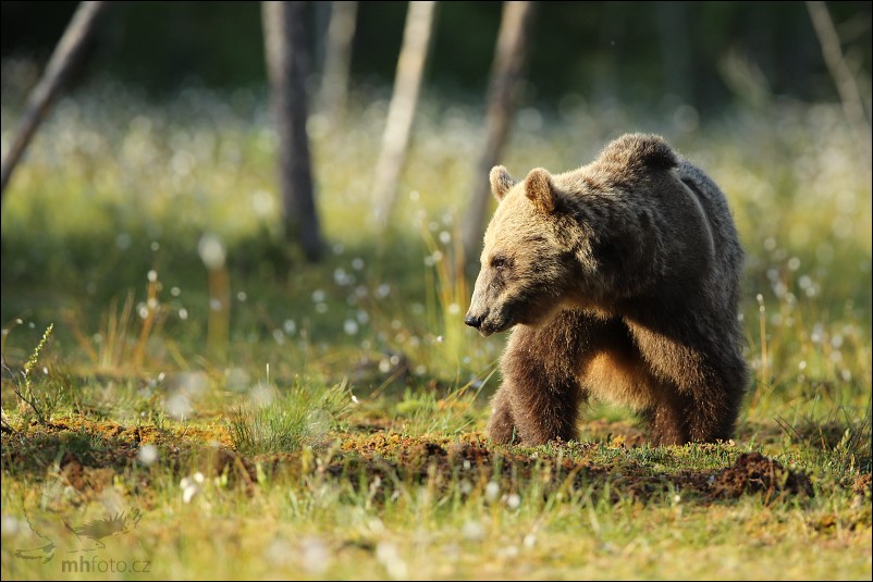 Medvěd hnědý (Ursus arctos), v bažině